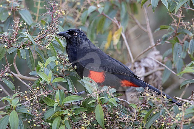 Red-bellied Grackle (Hypopyrrhus pyrohypogaster) at Parque Ecológico El Salado, Envigado, Antioquia, Colombia. IUCN Status Vulnerable. stock-image by Agami/Tom Friedel,