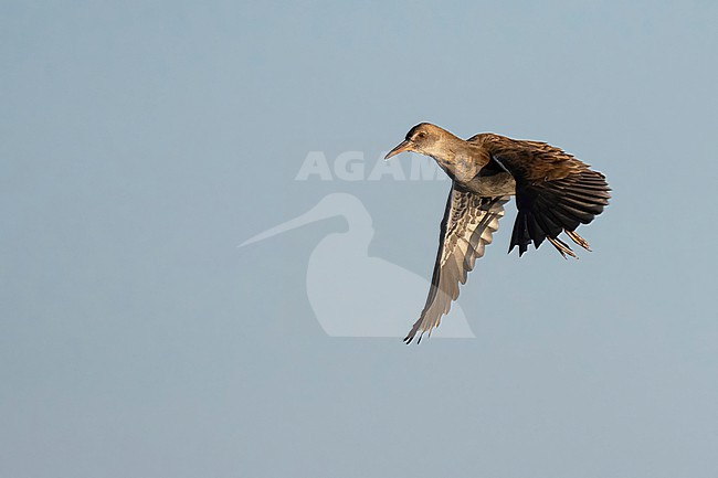 Waterrail in flight stock-image by Agami/Han Bouwmeester,