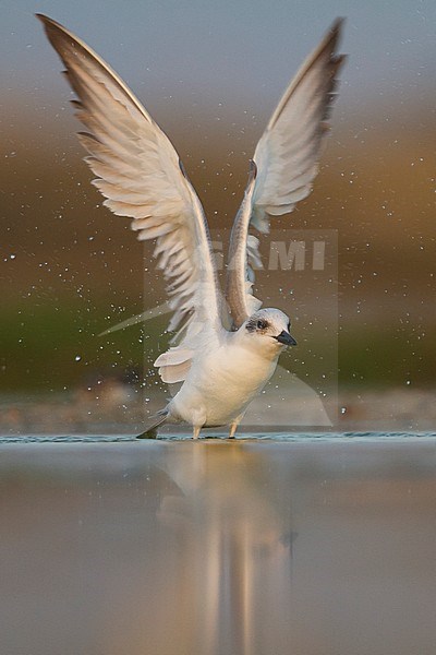 Lachstern, Gull-billed Tern, Gelochelidon nilotica, Oman, adult, winter plumage stock-image by Agami/Ralph Martin,