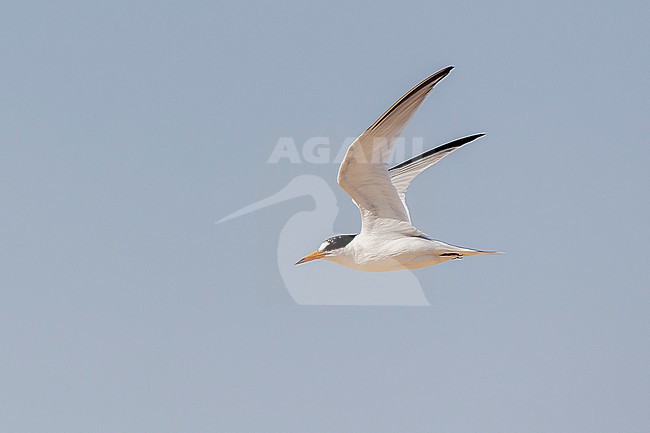 Adult breeding Saunders's Tern (Sternula saundersi) in flight at a breeding site in the Sinaï region. stock-image by Agami/David Monticelli,