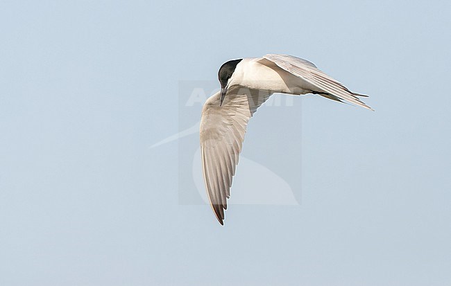 Adult Gull-billed Tern (Gelochelidon nilotica) in flight over Greek island Lesvos during spring migration. stock-image by Agami/Marc Guyt,