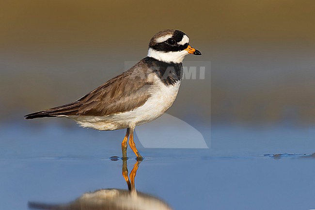 Common Ringed Plover (Charadrius hiaticula) in Italy. stock-image by Agami/Daniele Occhiato,