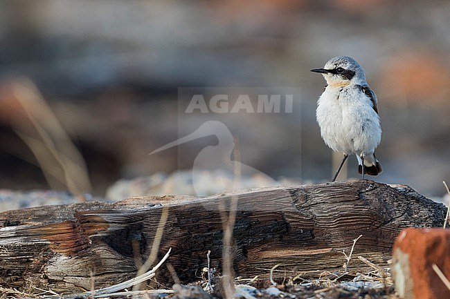 Northern Wheatear - Steinschmätzer - Oenanthe oenanthe oenanthe, Russia (Baikal), adult male stock-image by Agami/Ralph Martin,