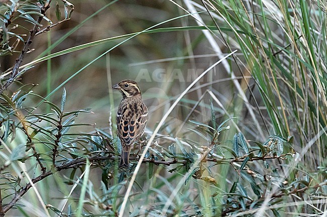 First-winter Rustic Bunting (Emberiza rustica) on Vlieland, Netherlands. A rare vagrant to the Netherlands stock-image by Agami/Marc Guyt,