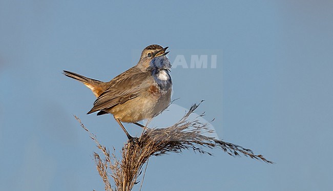 Singing Bluethroat in a reed plume stock-image by Agami/Onno Wildschut,