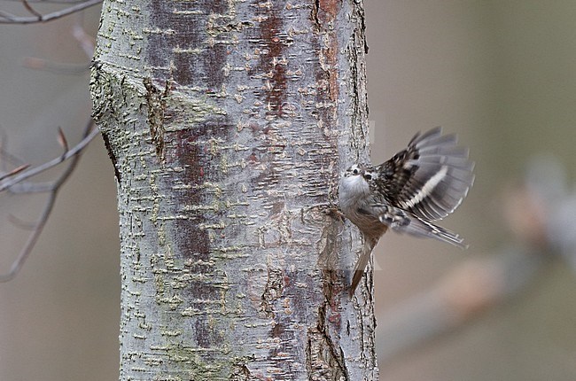 Short-toed Treecreeper (Certhia brachydactyla) taking off from a tree. stock-image by Agami/Helge Sorensen,