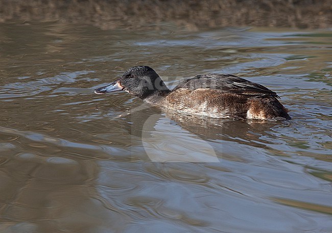 Black-headed Duck Heteronetta atricapilla) swimming in a canal. stock-image by Agami/Andy & Gill Swash ,