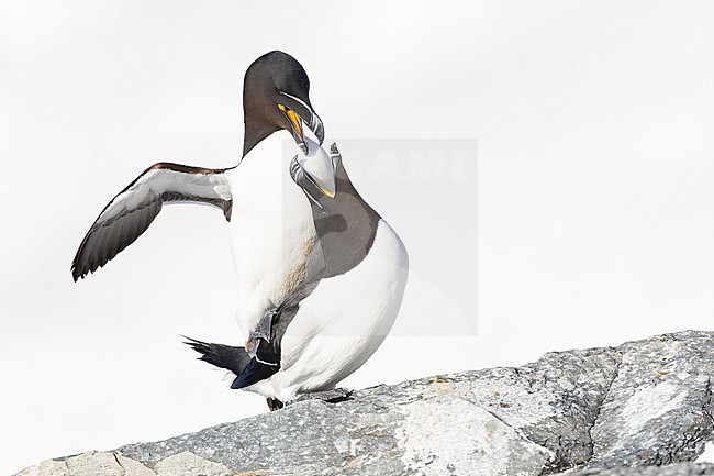  stock-image by Agami/Menno van Duijn,