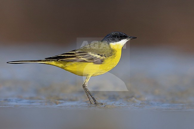 Male Ashy-headed Wagtail (Motacilla (flava) cinereocapilla) in Italy. Also known as White-throated Wagtail. stock-image by Agami/Daniele Occhiato,