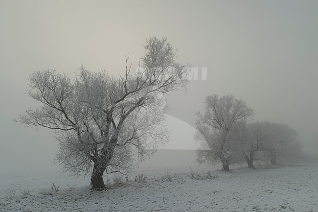 Winters landschap, Winter landscape stock-image by Agami/Rob de Jong,