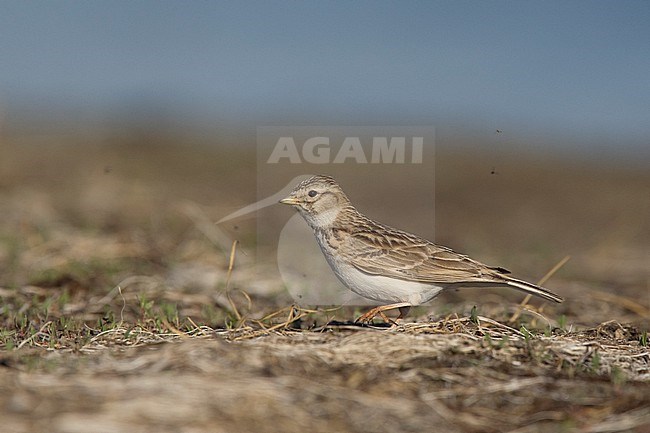 An adult Asian Short-toed Lark (Alaudala cheleensis) is searching for food at the shore of Buir Nuur, a lake at the border to China at the eastern range of Mongolia stock-image by Agami/Mathias Putze,