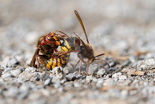 Copulating European hornet (Vesoa crabro) on ground stock-image by Agami/Mathias Putze,