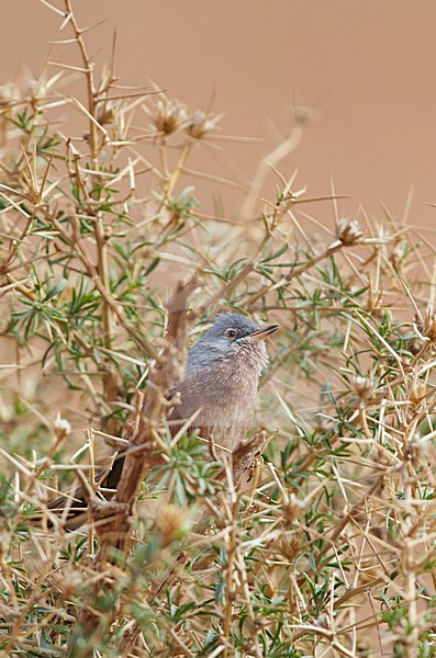 Tristram's Warbler (Curruca deserticola) on a twig stock-image by Agami/Markus Varesvuo,
