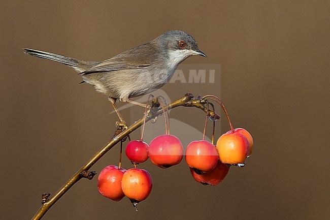 Female Sardinian Warbler stock-image by Agami/Daniele Occhiato,