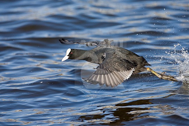 Eurasian Coot running on the water; Meerkoet rennend over het water stock-image by Agami/Marc Guyt,
