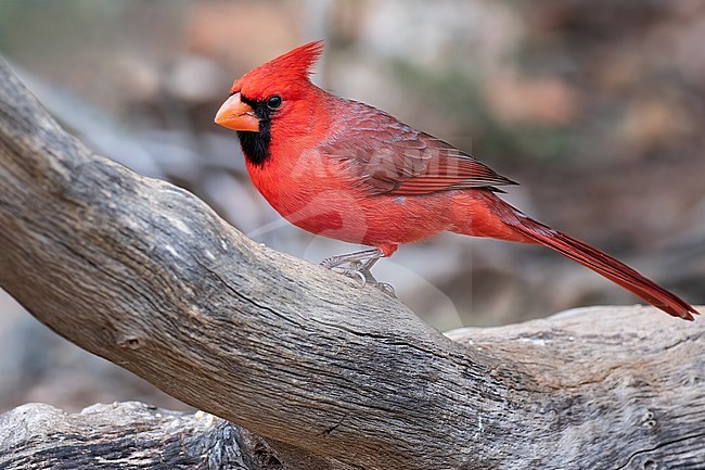 Northern Cardinal (Cardinalis cardinalis) adult male perched on a branch stock-image by Agami/Dubi Shapiro,