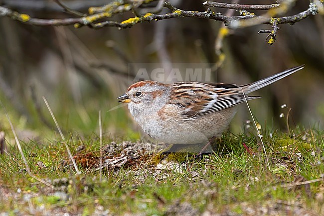A beautiful and rare close up shot of an adult male American Tree Sparrow foraging under some undergrowth close to the beach at Jericho Park in Vancoucer, British Colombua. stock-image by Agami/Jacob Garvelink,