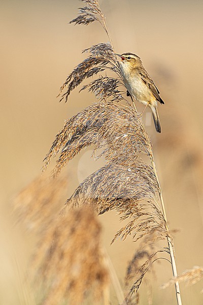  stock-image by Agami/Menno van Duijn,