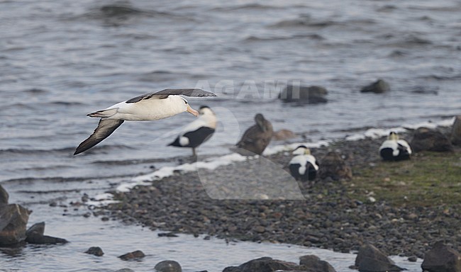 Black-browed Albatross (Thalassarche melanophris) in flight over Common Eiders at Sylt, Germany stock-image by Agami/Helge Sorensen,