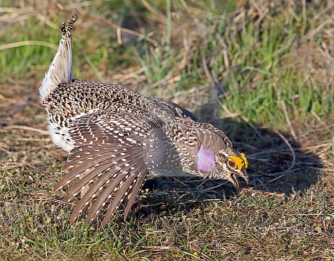 Displaying male Sharp-tailed Grouse, Tympanuchus phasianellus jamesi at a lek stock-image by Agami/Nigel Voaden,