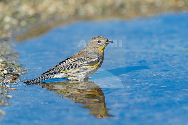 Adult non-breeding
Santa Barbara Co., CA
November 2022 stock-image by Agami/Brian E Small,