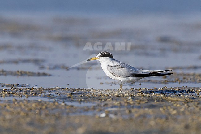Saunders's Tern, Sternula saundersi, in Egypt. stock-image by Agami/Vincent Legrand,