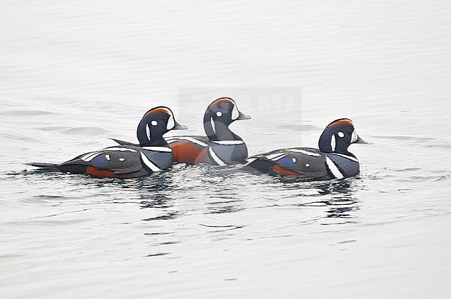 The Harlequin Duck (Histrionicus histrionicus) is a small sea duck. It takes its name from Harlequin, a colorfully dressed character in Commedia dell'arte. stock-image by Agami/Eduard Sangster,