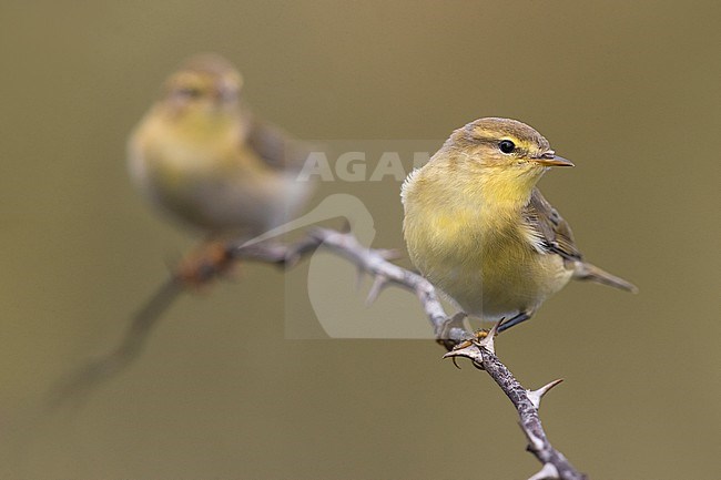 Willow Warbler, Phylloscopus trochilus, in Italy. Perched on a twig. stock-image by Agami/Daniele Occhiato,