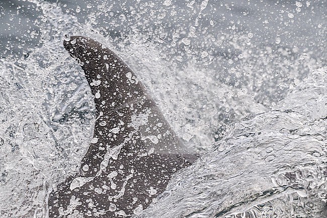 Close view of a Bottlenose dolphin (Tursiops truncatus) dorsal fin, with the sea and splashes as background. stock-image by Agami/Sylvain Reyt,