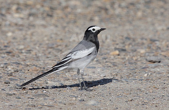 Volwassen Maskerkwikstaart, Adult Masked Wagtail stock-image by Agami/Mike Danzenbaker,