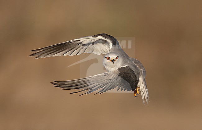 Black-winged Kite (Elanus caeruleus ssp. caeruleus) in flight seen from front, Castilla-La Mancha, Spain stock-image by Agami/Helge Sorensen,