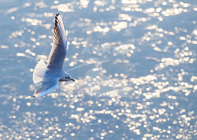 Wintering Common Black-headed Gull (Croicocephalus ridibundus) in Kawijk, Netherlands. Flying over water, seen from above, photographed with backlight. stock-image by Agami/Marc Guyt,