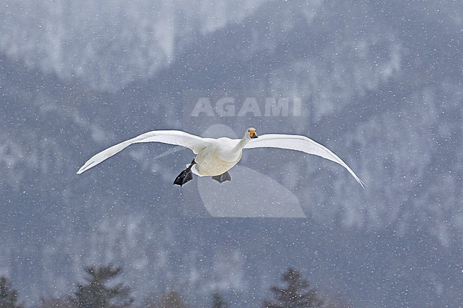 Flying Whooper Swan (Cygnus cygnus) on Hokkaido, Japan stock-image by Agami/Pete Morris,