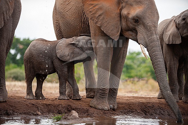 An African elephant calf, Loxodonta africana, nursing while its mother drinks. Mashatu Game Reserve, Botswana. stock-image by Agami/Sergio Pitamitz,