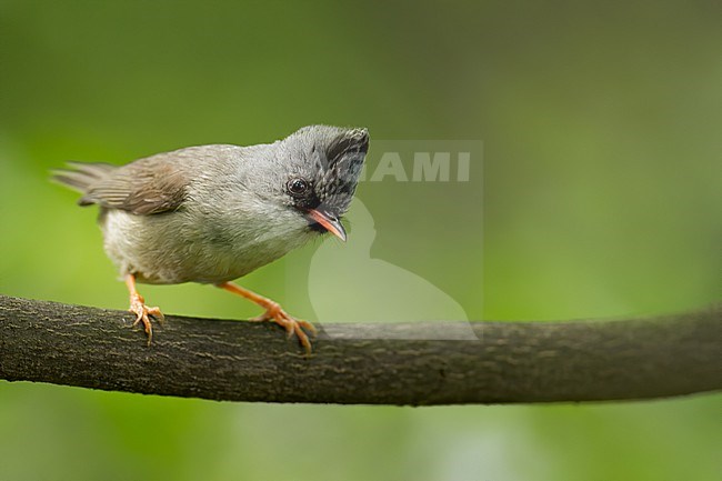 Black-chinned yuhina (Yuhina nigrimenta) in China. Perched on a branch. stock-image by Agami/Dubi Shapiro,