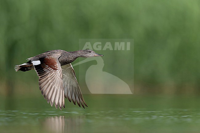  stock-image by Agami/Han Bouwmeester,