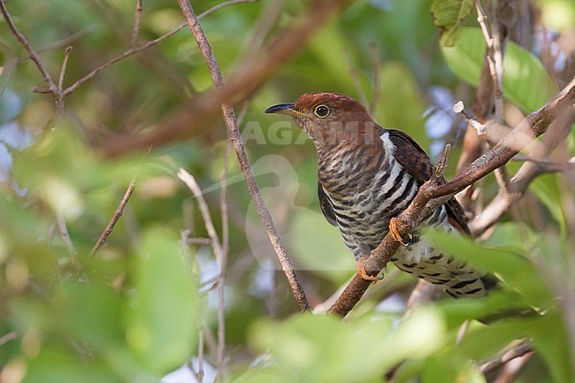 Lesser Cuckoo - Gackelkuckuck - Cuculus poliocephalus, Oman, female stock-image by Agami/Ralph Martin,