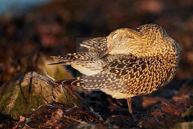 Goudplevier in winterkleed, European Golden Plover in winterplumage stock-image by Agami/Markus Varesvuo,