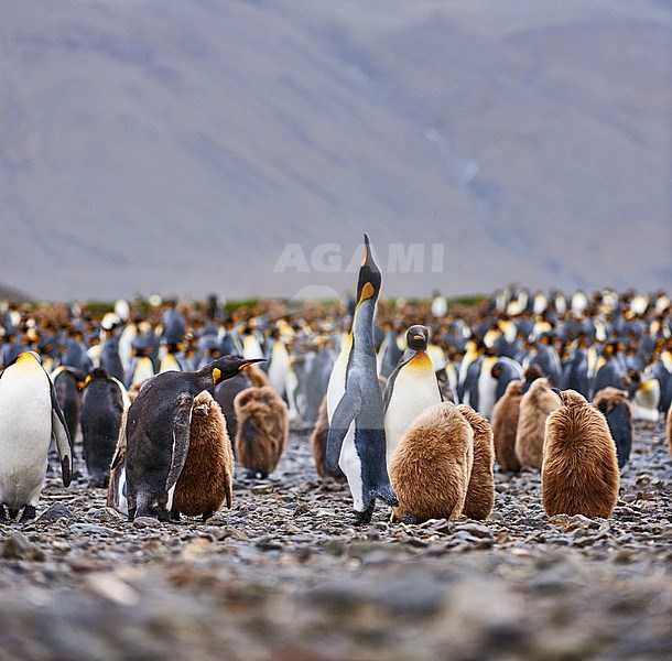 King Penguin (Aptenodytes patagonicus) sky-pointing, South Georgia stock-image by Agami/Tomas Grim,