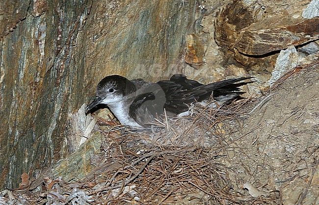 Adult Yelkouan Shearwater (Puffinus yelkouan) at  Porquerolles island in France. stock-image by Agami/Aurélien Audevard,