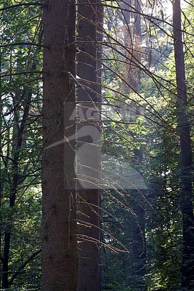 Naaldbos, Conifer forest stock-image by Agami/Marc Guyt,