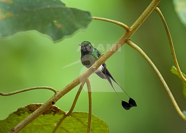 Booted Racket-tail perched; Vlagstaart-pluimbroekje zittend stock-image by Agami/Roy de Haas,