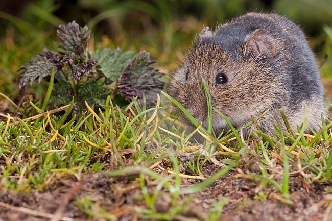 Veldmuis etend, Common Vole eating stock-image by Agami/Theo Douma,
