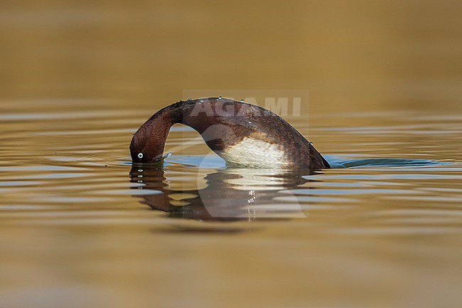 Witoogeend; Aythya nyroca; Ferruginous Duck stock-image by Agami/Daniele Occhiato,