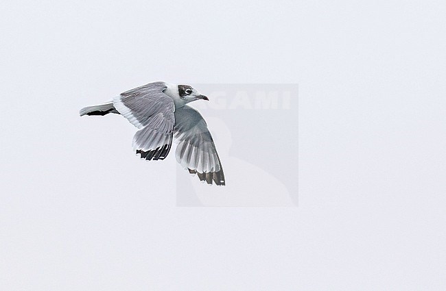 Wintering Franklin's Gull (Leucophaeus pipixcan) in northern Peru. stock-image by Agami/Pete Morris,