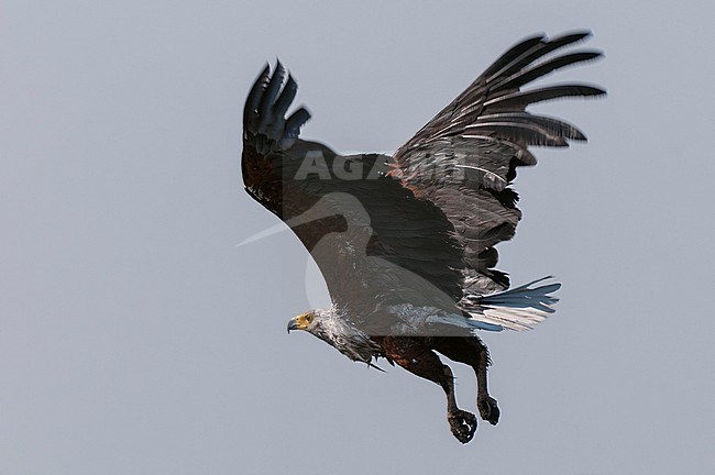 An African fish-eagle, Haliaeetus vocifer, in flight. Chobe National Park, Botswana. stock-image by Agami/Sergio Pitamitz,