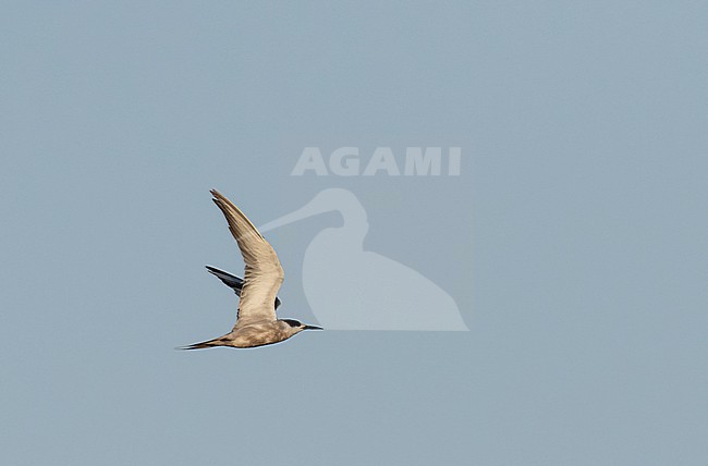 White-cheeked Tern (Sterna repressa) in Israel. stock-image by Agami/Yoav Perlman,