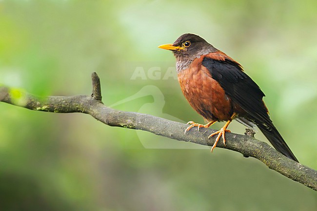 Chestnut Thrush, Turdus rubrocanus, in China. stock-image by Agami/Dubi Shapiro,