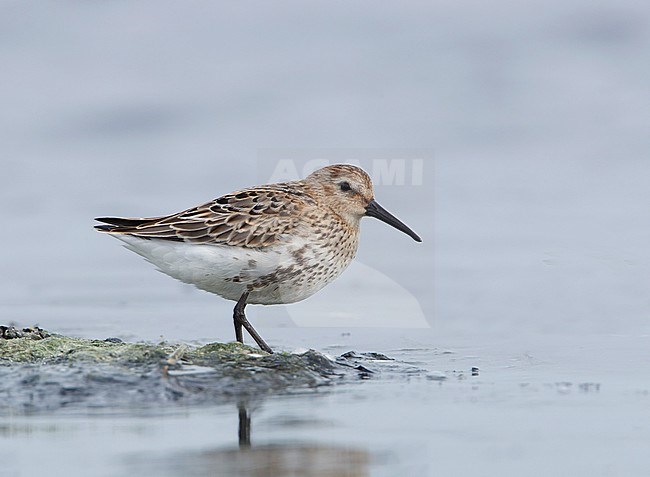 Bonte Strandloper, Dunlin, Calidris alpina stock-image by Agami/Arie Ouwerkerk,