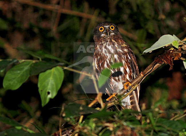 Filippijnse Boeboekuil, Chocolate Boobook, Ninox randi stock-image by Agami/Pete Morris,